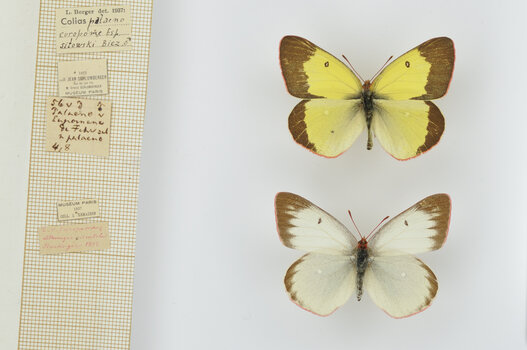 Hannah Zenger, Hochmoorgelbling in der Sammlung des Muséum national d’histoire naturelle Paris, Foto: mnhn Paris