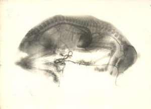 Charles Infroit, Röntgenaufnahme eines Tierembryo „Kalb“ (zugleich Angiogramm: Blutgefäße und innere Organe durch Kontrastmittel sichtbar gemacht)